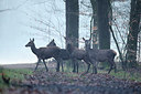 BUITEN BEELD Foto: 253995