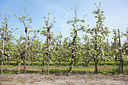 BUITEN BEELD Foto: 254117