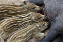 BUITEN BEELD Foto: 254162