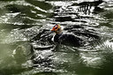 BUITEN BEELD Foto: 254169