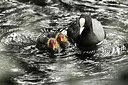 BUITEN BEELD Foto: 254172