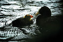 BUITEN BEELD Foto: 254173