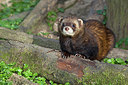 BUITEN BEELD Foto: 254289