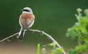 BUITEN BEELD Foto: 254333