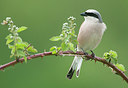 BUITEN BEELD Foto: 254334