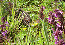 BUITEN BEELD Foto: 254335