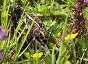 BUITEN BEELD Foto: 254336