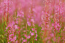 BUITEN BEELD Foto: 254368