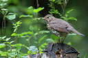 BUITEN BEELD Foto: 254445