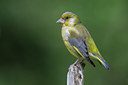 BUITEN BEELD Foto: 254448