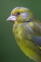 BUITEN BEELD Foto: 254463