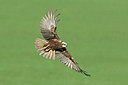 BUITEN BEELD Foto: 254551