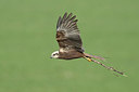 BUITEN BEELD Foto: 254560