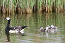 BUITEN BEELD Foto: 254833