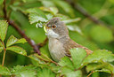 BUITEN BEELD Foto: 254896