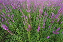 BUITEN BEELD Foto: 254937