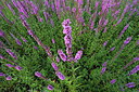 BUITEN BEELD Foto: 254958