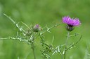BUITEN BEELD Foto: 255016