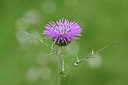 BUITEN BEELD Foto: 255017