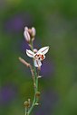 BUITEN BEELD Foto: 255061