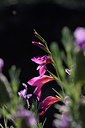 BUITEN BEELD Foto: 255608