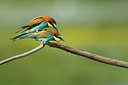 BUITEN BEELD Foto: 255905