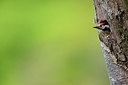 BUITEN BEELD Foto: 255910