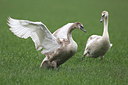 BUITEN BEELD Foto: 256105
