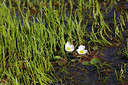 BUITEN BEELD Foto: 256249