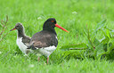BUITEN BEELD Foto: 256348
