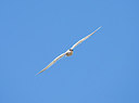 BUITEN BEELD Foto: 256431