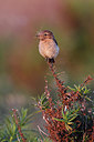 BUITEN BEELD Foto: 256499
