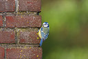 BUITEN BEELD Foto: 256550