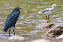 BUITEN BEELD Foto: 256588
