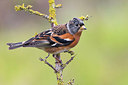 BUITEN BEELD Foto: 256607