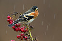 BUITEN BEELD Foto: 256611