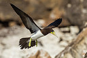 BUITEN BEELD Foto: 256678