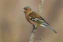 BUITEN BEELD Foto: 256748