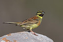 BUITEN BEELD Foto: 256755