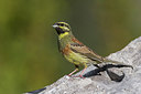 BUITEN BEELD Foto: 256760