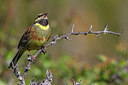 BUITEN BEELD Foto: 256762
