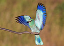 BUITEN BEELD Foto: 256796