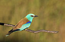 BUITEN BEELD Foto: 256798