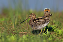 BUITEN BEELD Foto: 256800