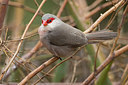 BUITEN BEELD Foto: 256801