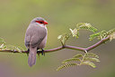 BUITEN BEELD Foto: 256803