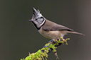 BUITEN BEELD Foto: 256813