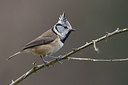 BUITEN BEELD Foto: 256817