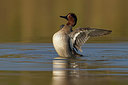 BUITEN BEELD Foto: 256842