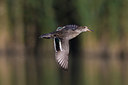 BUITEN BEELD Foto: 256845